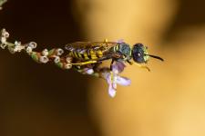 Philanthus triangulum - Mle mesurant environ 10 mm - ici sur Limonium gibertii - reconnaissable au trident de Neptune reprsent sur son front, le mle possde 7 segments jaunes abdominaux alors que la femelle en possde 6.