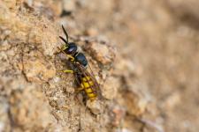 Philanthus triangulum - Femelle mesurant environ 15 mm (6 segments jaunes abdominaux et une tache bifide jaune sur le front ).