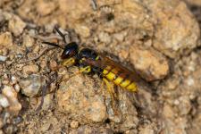 Philanthus triangulum - Femelle mesurant environ 15 mm (6 segments jaunes abdominaux et une tache bifide jaune sur le front).