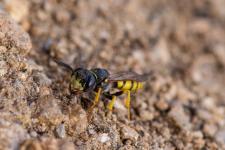 Philanthus triangulum - Femelle mesurant environ 15 mm (6 segments jaunes abdominaux et une tache bifide jaune sur le front).
