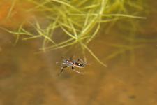 Velia rivulorum (probable)
