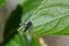 Bibio lanigerus - Mle de 8 mm environ avec une pilosit dense et claire sur le thorax et labdomen, un corps noir et des tibias et tarses brun-orang. Le ptrostigma et les nervures postrieures de ses ailes sont peu marqus. Le basitarse 3 est 3 fois plus long que large.