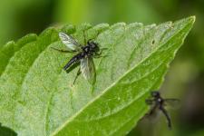 Bibio lanigerus - Mle de 8 mm environ avec une pilosit dense et claire sur le thorax et labdomen, un corps noir et des tibias et tarses brun-orang. Le ptrostigma et les nervures postrieures de ses ailes sont peu marqus. Le basitarse 3 est 3 fois plus long que large.