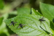 Bibio lanigerus - Les mles taient nombreux et souvent poss sur Mercurialis perennis. Les femelles seront l dans quelques jours pour laccouplement.