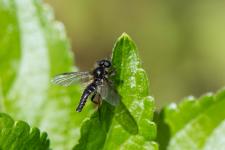 Bibio lanigerus - Mle de 8 mm environ avec une pilosit dense et claire sur le thorax et labdomen, un corps noir et des tibias et tarses brun-orang. Le ptrostigma et les nervures postrieures de ses ailes sont peu marqus. Le basitarse 3 est 3 fois plus long que large.